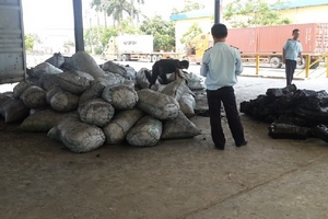 Hơn 1 tấn ngà voi “phù phép” thành than củi nhập lậu