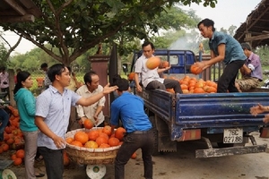 Bí đỏ Nhật Bản vứt đầy đồng, không có người thu mua