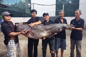 Cá leo ‘khủng’, nặng 70kg lên bàn dân nhậu Sài Gòn