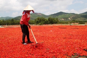 Giá ớt lao dốc, bán 1kg không mua nổi gói mì tôm