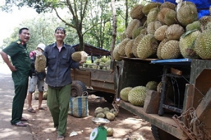 Trái cây Nam bộ mất mùa, xuống giá