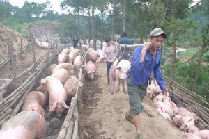 Trung Quốc mua gom thịt lợn: 'Không cẩn thận, lại phải giải cứu'