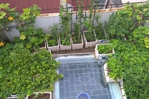 Ông bố trẻ ở Hà Nội nuôi cá, trồng đủ loại rau quả trên sân thượng 45m2