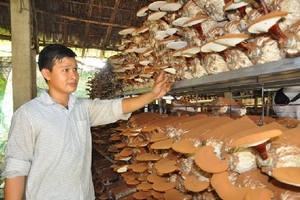 'Nếu tin anh thì đợi' - Chàng kỹ sư trẻ bỏ công ty Mỹ về quê trồng nấm