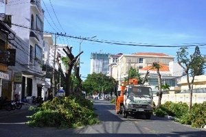 Người dân ngẩn ngơ nhìn hàng cây xanh trên con đường lãng mạn bị đốn hạ