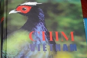 Tai vạ bản quyền từ những cú nhấp chuột