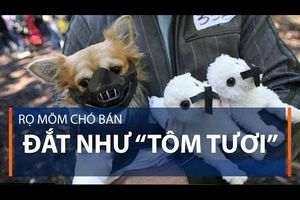 Rọ mõm chó bán đắt như “tôm tươi”