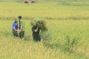 Công an xắn tay xuống đồng gặt lúa giúp dân sau bão