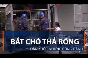 Bắt chó thả rông: Dân khóc nhưng cũng đành