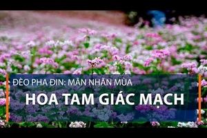 Đèo Pha Đin: Mãn nhãn mùa hoa tam giác mạch