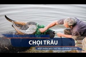 Chọi trâu: Một phần máu thịt người dân Đồ Sơn