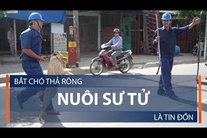 Bắt chó thả rông nuôi sư tử là tin đồn