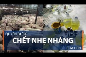 Quyền được chết nhẹ nhàng của lợn