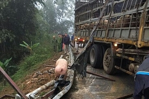 Thực hư chuyện người dân ‘hôi' mất 40 con lợn của xe tải bị lật trên đường