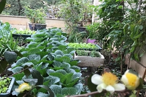 Khu vườn sân thượng 30m2 ‘thơm’ mùi thuốc Bắc của vợ chồng bác sĩ Đông y