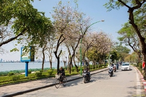 Chẳng cần đi đâu xa, ngay tại Hà Nội cũng có thể ngắm hoa Ban dịu dàng khoe sắc