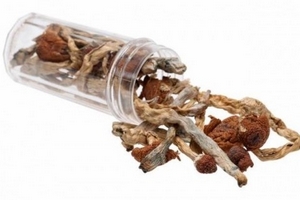 Săn lùng nấm thức thần: Ảo giác đi bộ đến thiên đường hay... địa ngục