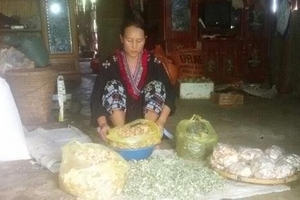 Độc đáo 30 vị thuốc trong bài thuốc quý của nữ lương y người dân tộc