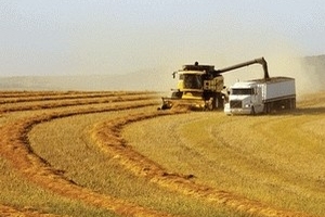 Ukraine hủy hạn ngạch xuất khẩu hàng ngũ cốc