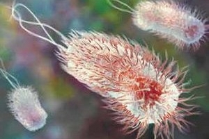 Pháp có ca tử vong đầu tiên do nhiễm khuẩn E.coli