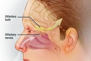 Ký sinh trùng ăn não người