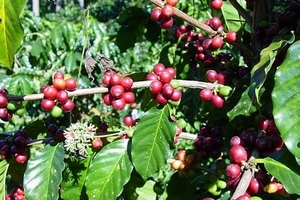 Tốc độ tăng trưởng xuất khẩu cà phê chậm lại