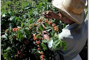 Inđônêxia hướng tới nước sản xuất cà phê lớn thứ hai thế giới
