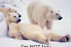 Nàng gấu đang làm gì?