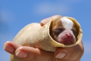 Món ngon: Gỏi cuốn