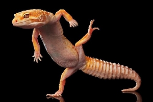 Tắc kè hoa nhảy disco