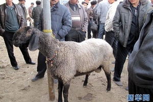 Rộ tin đồn ‘cừu đại gia’ giá hơn 30 tỷ