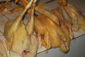 Gà bẩn, gà chứa chất độc tràn vào các chợ