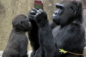 'Bể bụng' vì những pha hài hước của động vật