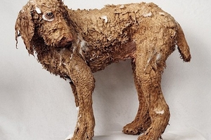 Salon làm đẹp cho cún yêu