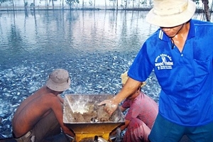 Nguy cơ mất cả chì lẫn chài