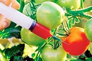Thực phẩm biến đổi gen: Qua mặt quản lý, bán tràn lan