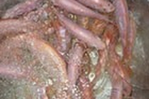 Bộ Y tế bác tin có chất cấm trong cá diêu hồng