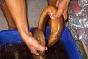 Xem lươn ‘cực khủng’, bụng vàng óng