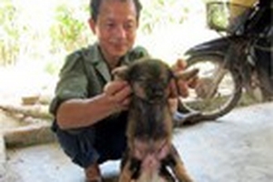 Chú chó có 6 chân ở Hà Tĩnh
