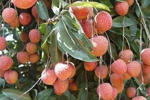 Giá vải sớm lên tới 60.000 đồng/kg
