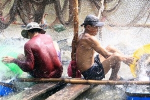 Đề xuất 4.400 tỷ đồng “cứu” người nuôi cá tra