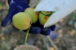 Được đào, lo mận