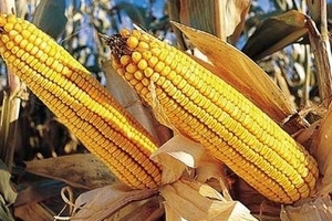 Khử phóng xạ bằng lõi ngô