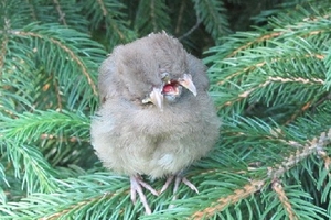 Kỳ lạ thay chim có... 2 đầu và 3 mỏ