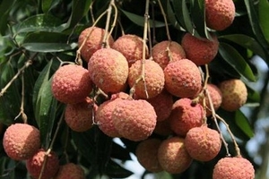 Vải thiều Lục Ngạn được giá