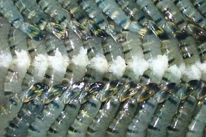 Kim ngạch xuất khẩu tôm đạt 500 triệu USD