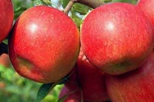 Trung Quốc: Bọc túi tẩm thuốc sâu cho táo từ trên cây