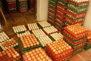 Buôn trứng vịt, mỗi tháng lãi không dưới 15 triệu