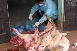 Lợn tai xanh 'hô biến' thành đặc sản