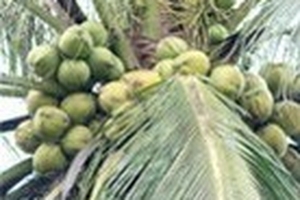Dừa mất giá hơn 10.000 đồng/quả